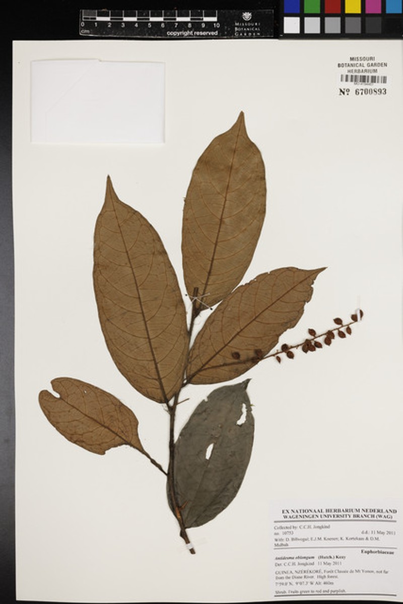 Antidesma montanum var. wallichii photo 2