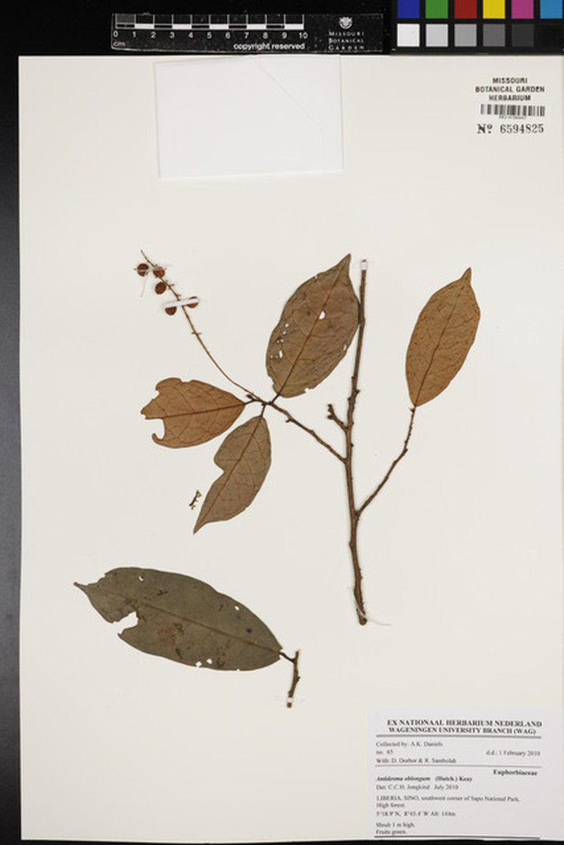 Antidesma montanum var. wallichii photo 3