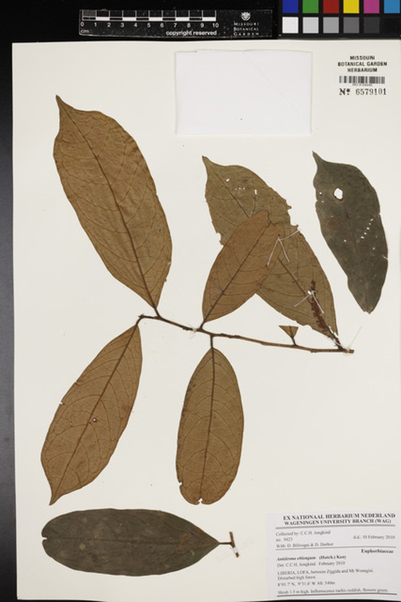 Antidesma montanum var. wallichii photo 4