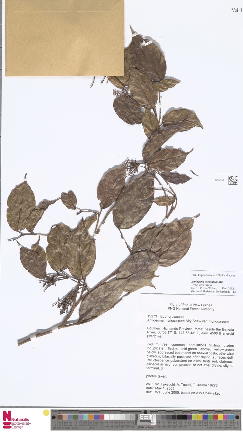 Antidesma myriocarpum photo 2