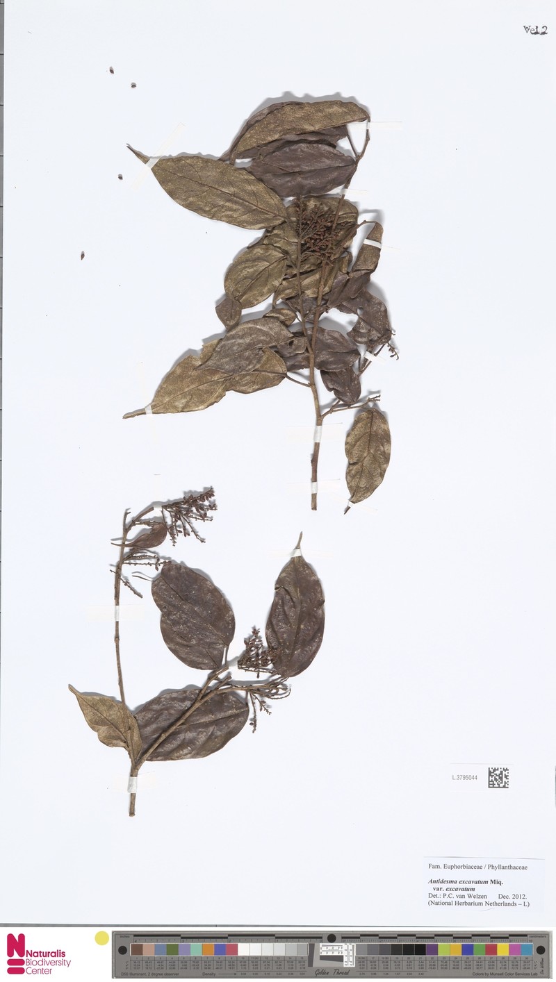 Antidesma myriocarpum photo 3