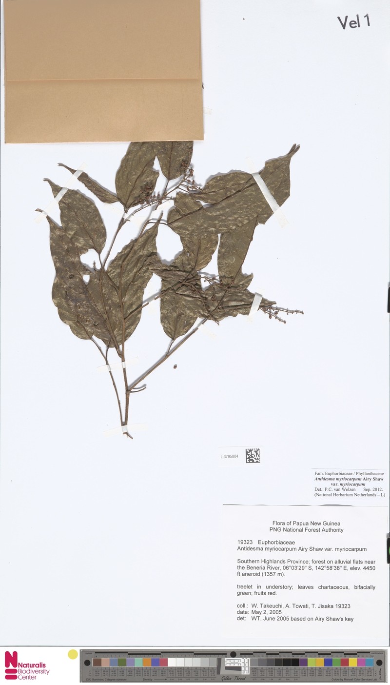 Antidesma myriocarpum photo 4