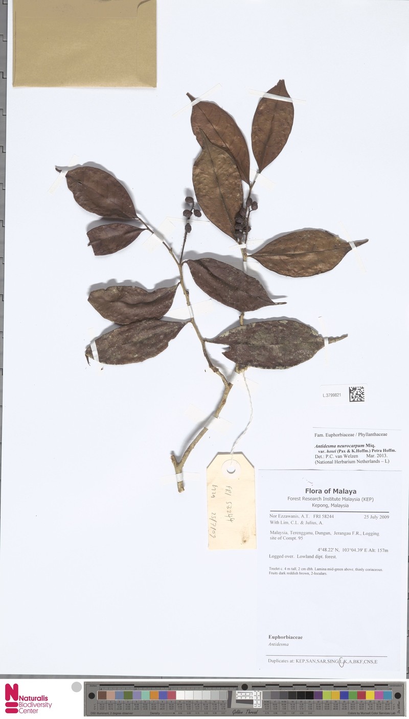 Antidesma neurocarpum var. hosei