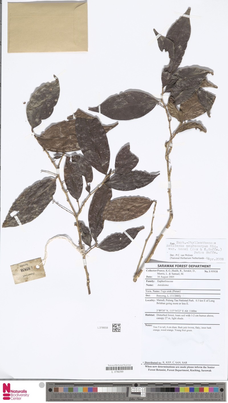 Antidesma neurocarpum var. hosei photo 2
