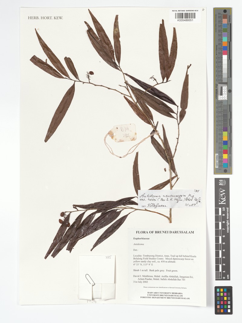 Antidesma neurocarpum var. hosei photo 3