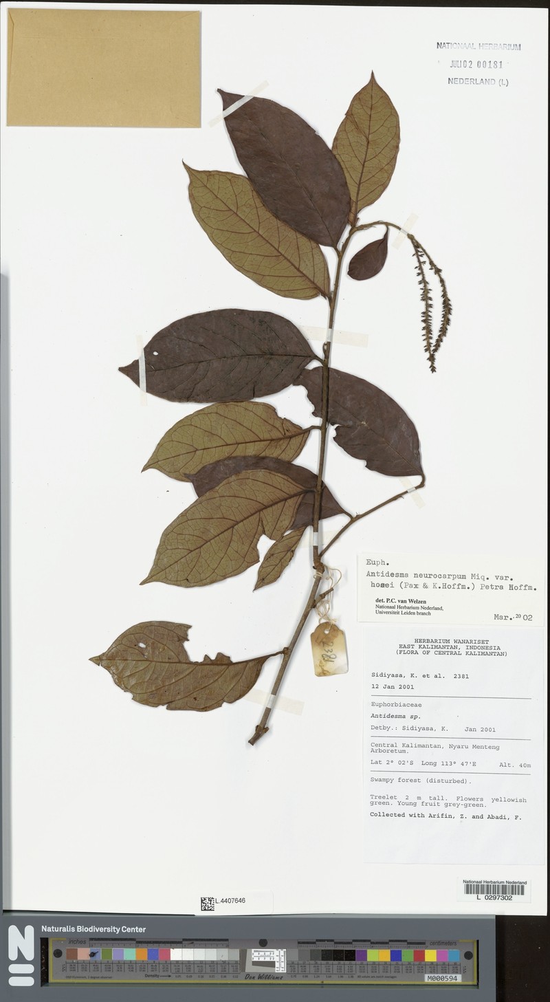 Antidesma neurocarpum var. hosei photo 4