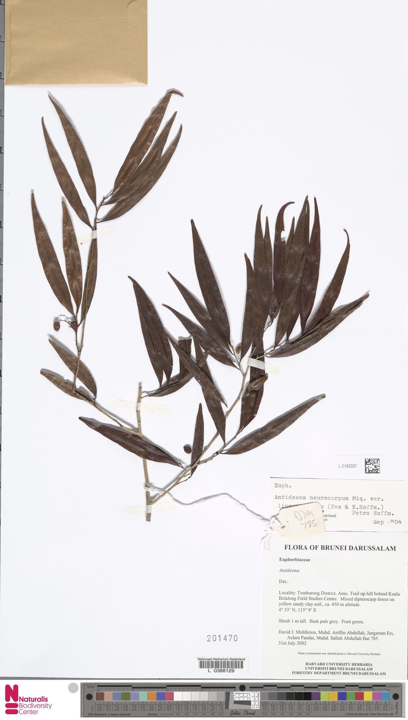 Antidesma neurocarpum var. linearifolium