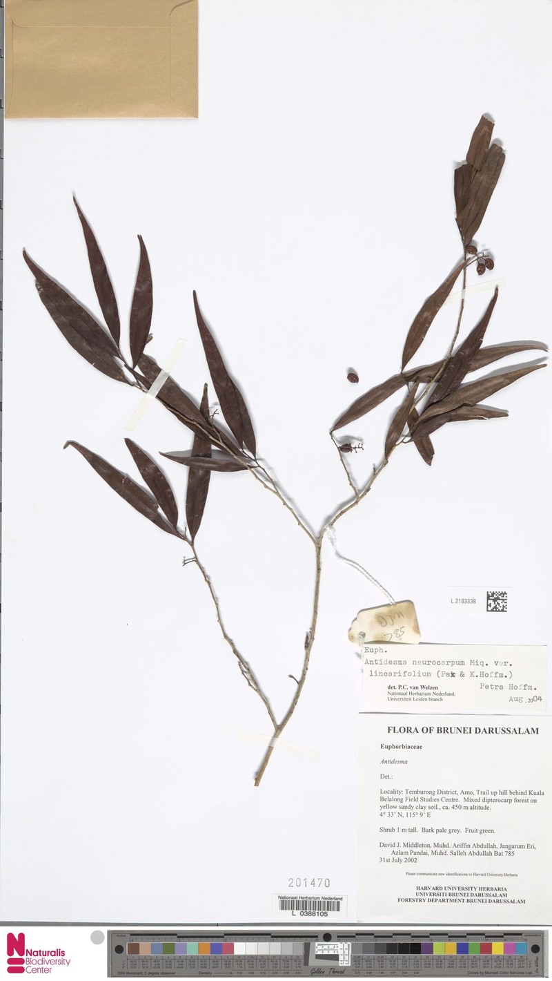 Antidesma neurocarpum var. linearifolium photo 2