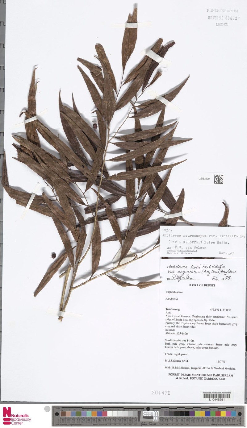 Antidesma neurocarpum var. linearifolium photo 3