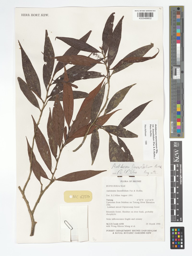 Antidesma neurocarpum var. linearifolium photo 4