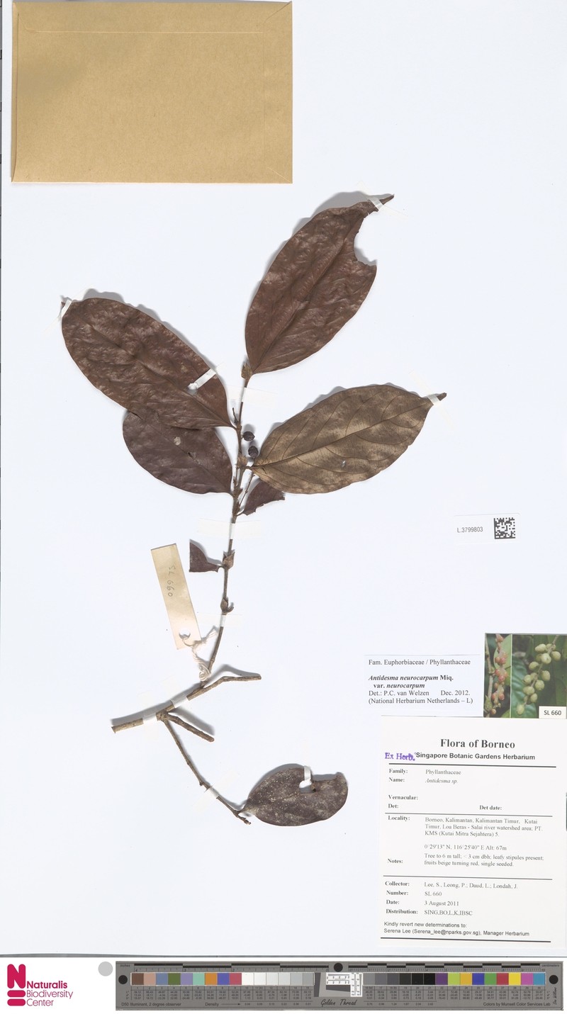 Antidesma neurocarpum var. neurocarpum