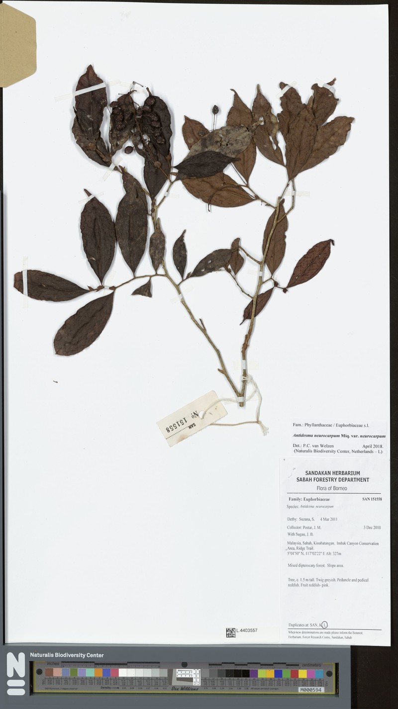 Antidesma neurocarpum var. neurocarpum photo 3