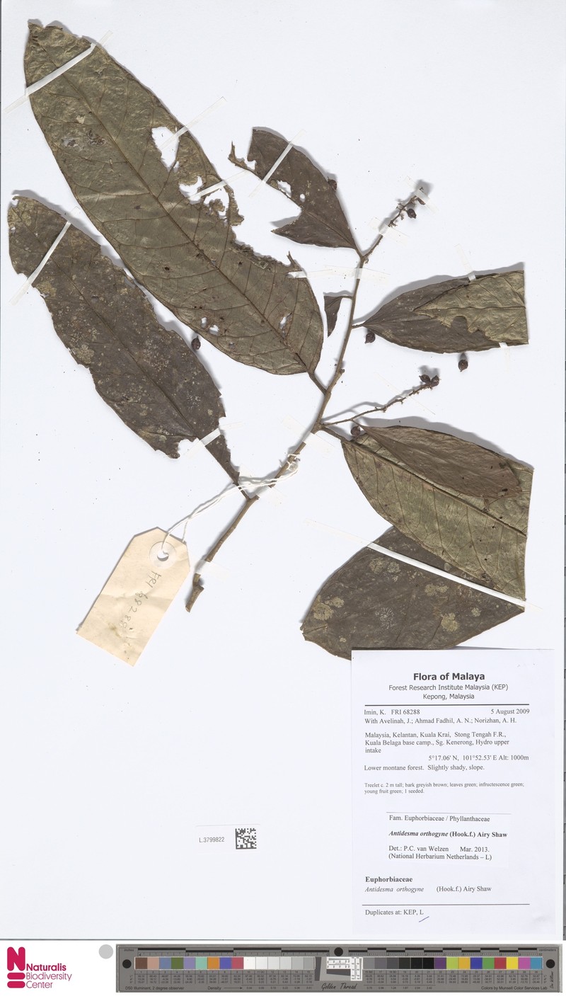 Antidesma orthogyne photo 3