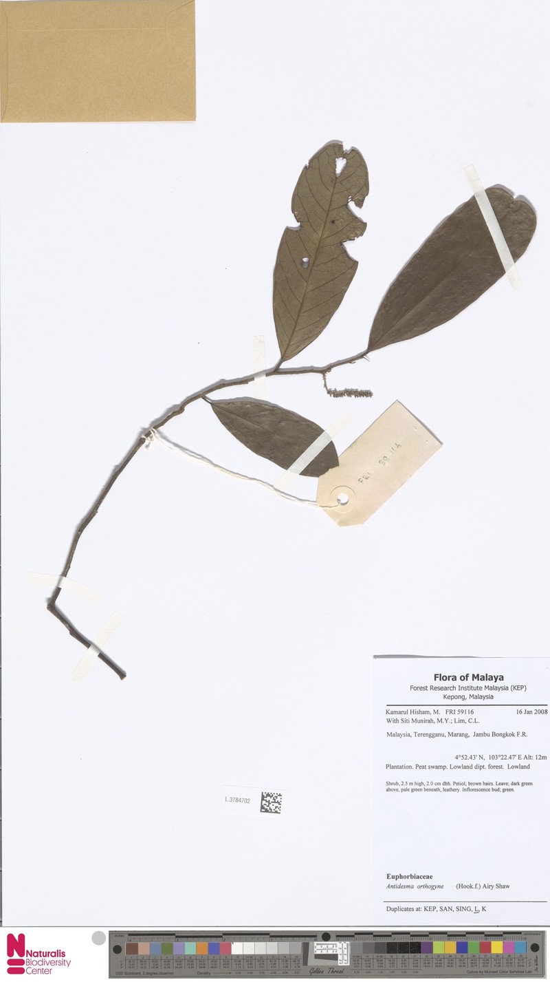 Antidesma orthogyne photo 4