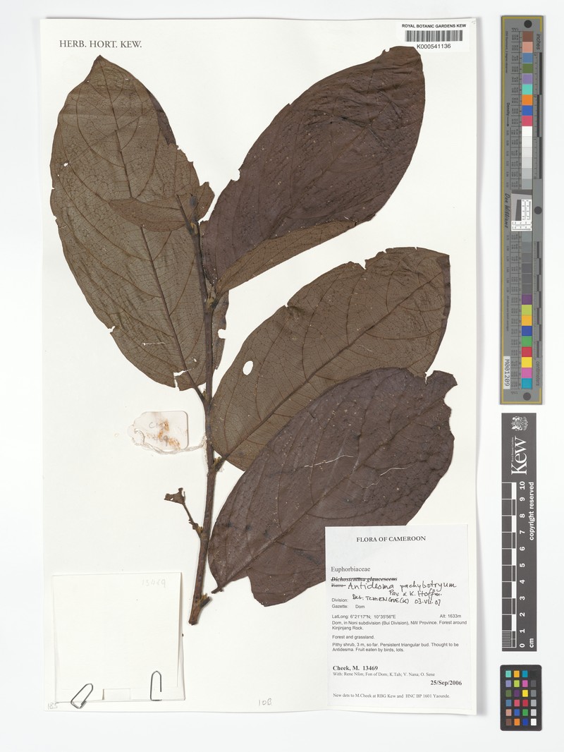 Antidesma pachybotryum
