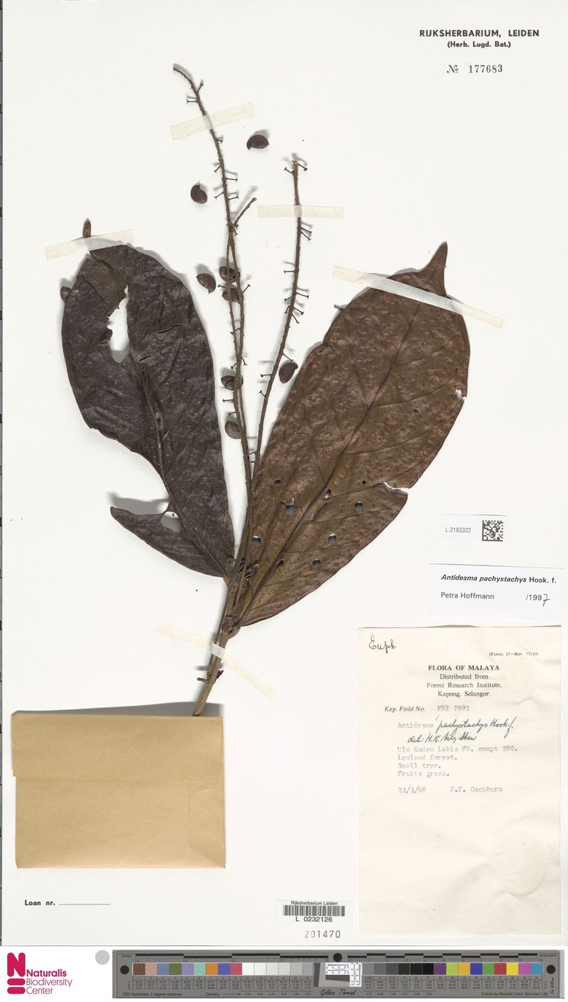 Antidesma pachystachys