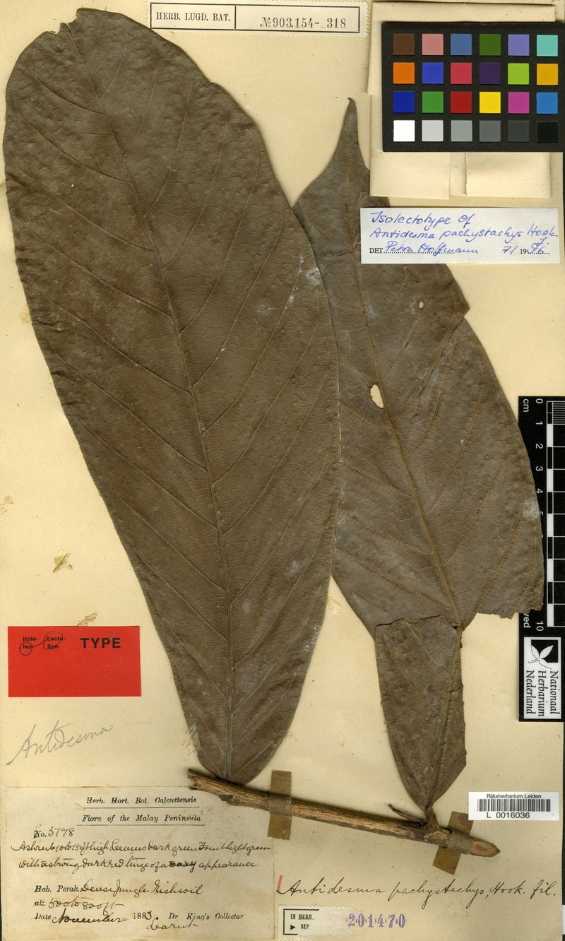 Antidesma pachystachys photo 3
