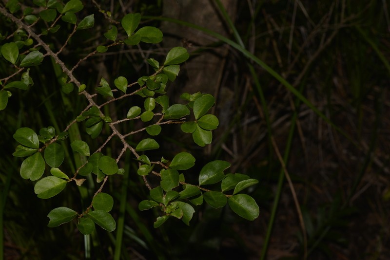 Antidesma parvifolium