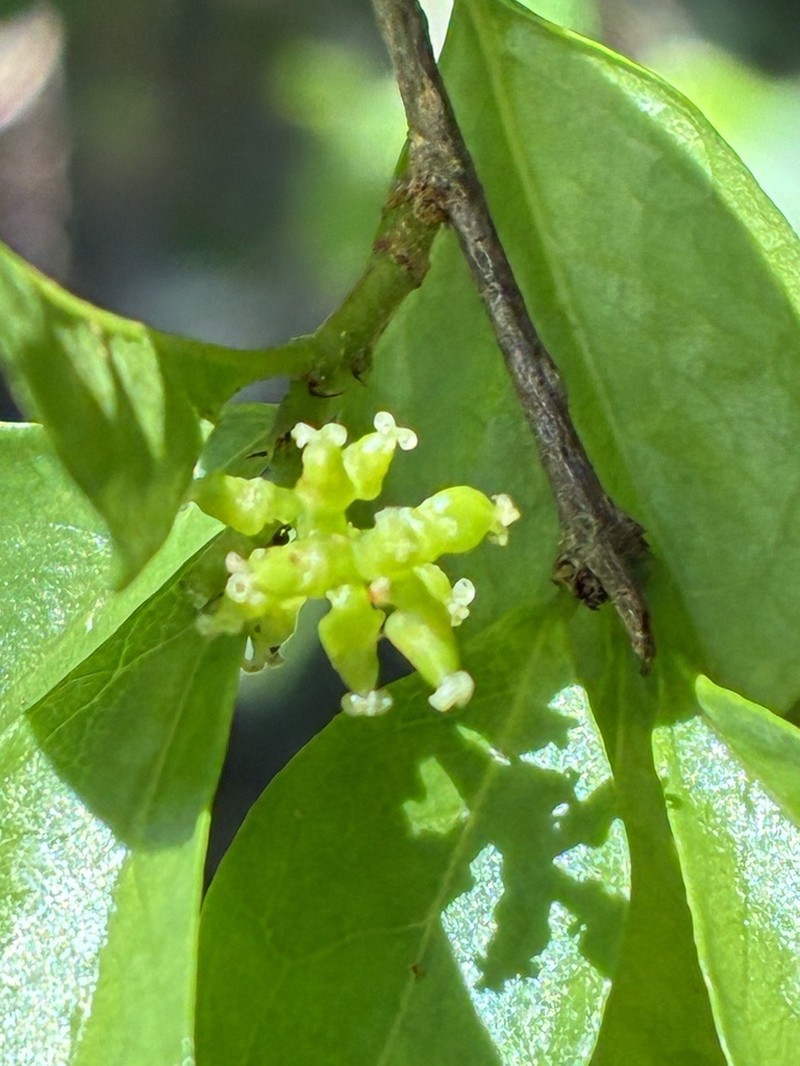 Antidesma parvifolium photo 2