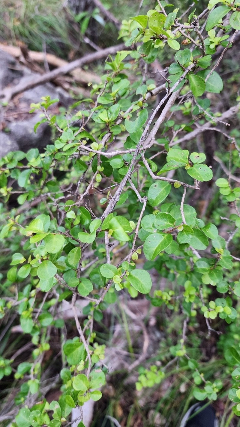 Antidesma parvifolium photo 3