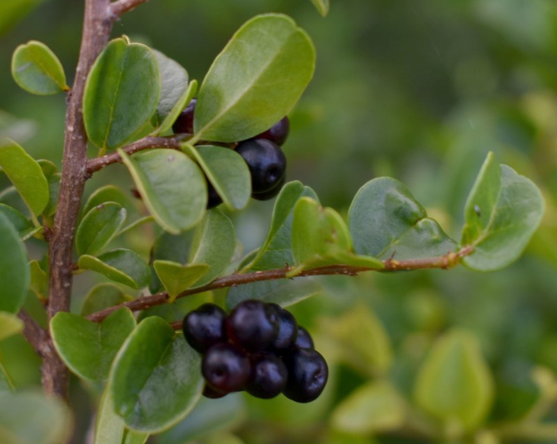 Antidesma parvifolium photo 4