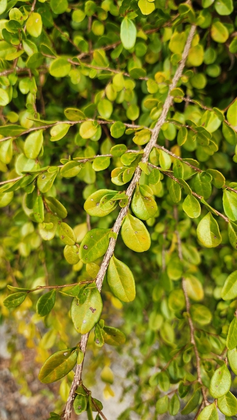 Antidesma parvifolium photo 5
