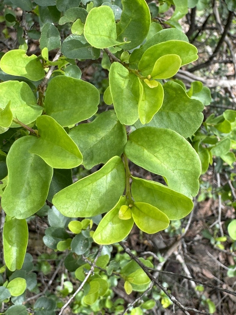 Antidesma parvifolium photo 7