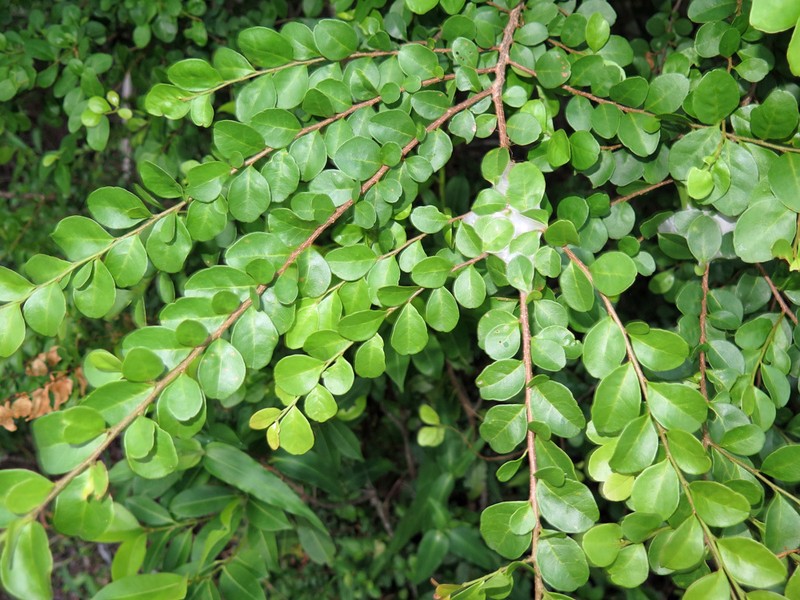 Antidesma parvifolium photo 8