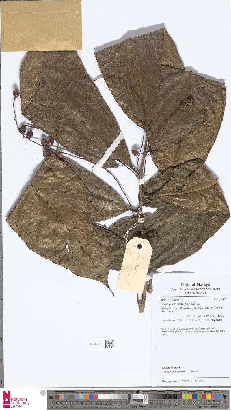 Antidesma pendulum photo 4
