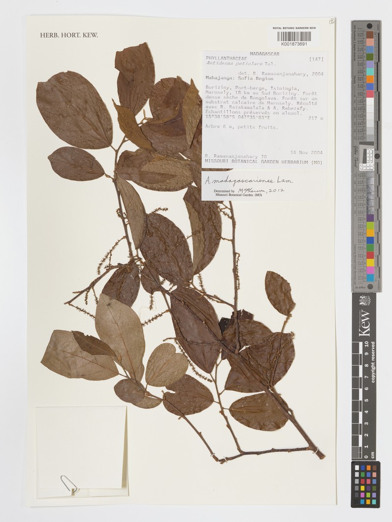 Antidesma petiolatum photo 2