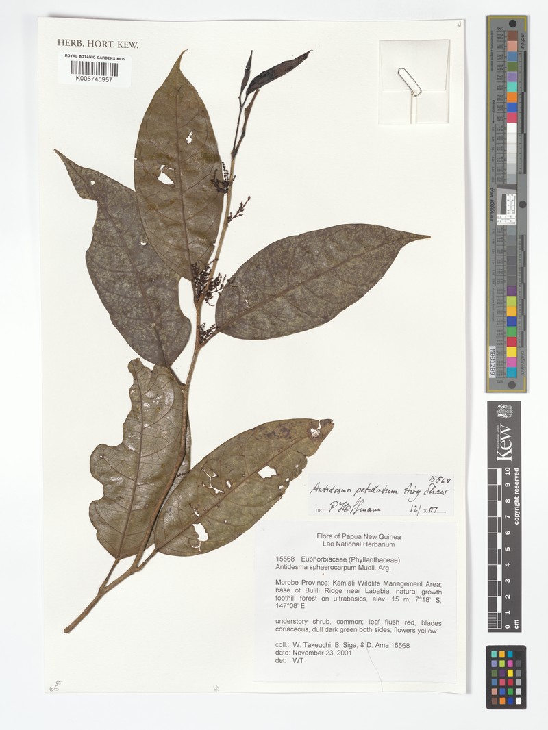 Antidesma petiolatum photo 3