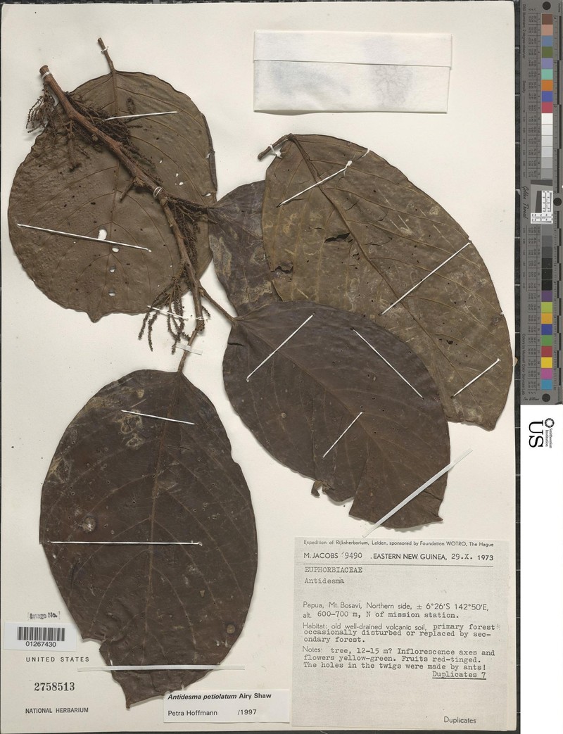 Antidesma petiolatum photo 5