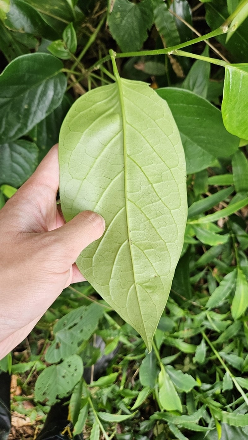 Antidesma pleuricum
