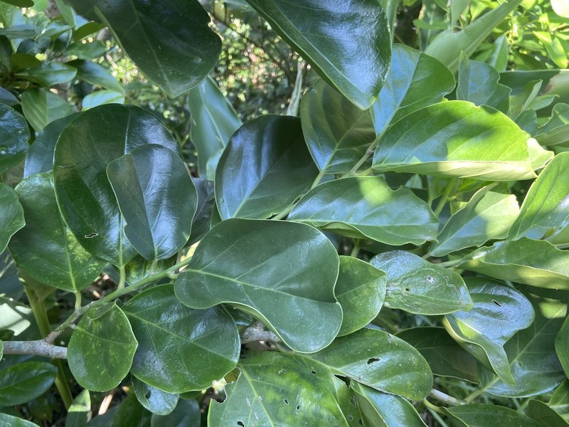 Antidesma pleuricum photo 2