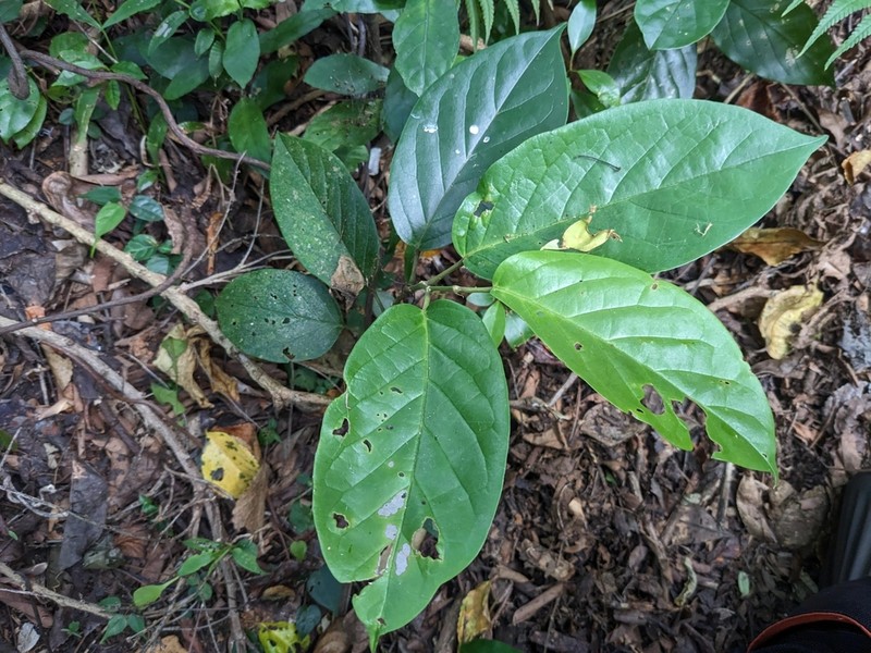 Antidesma pleuricum photo 3