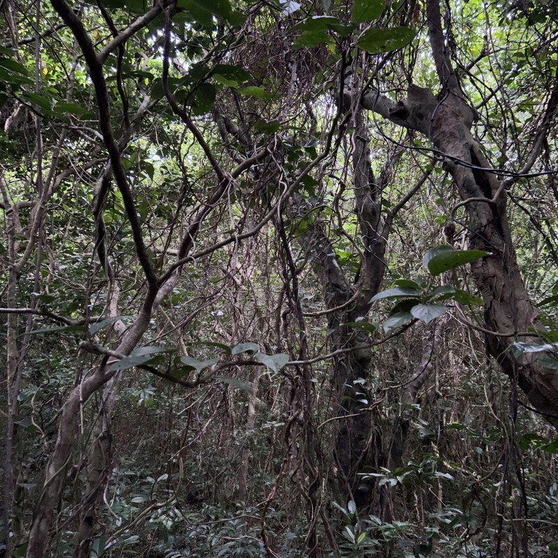 Antidesma pleuricum photo 4