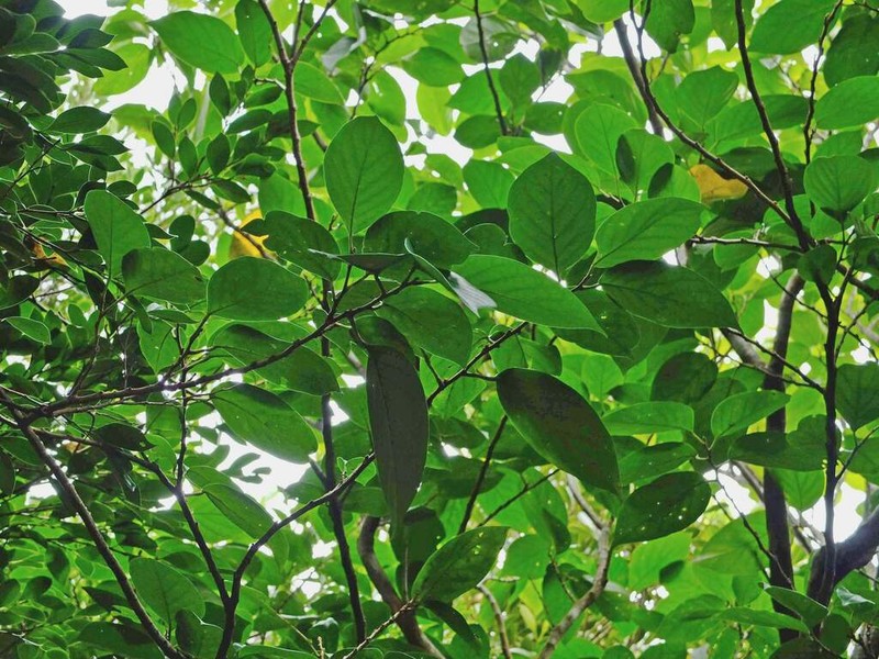 Antidesma pleuricum photo 5