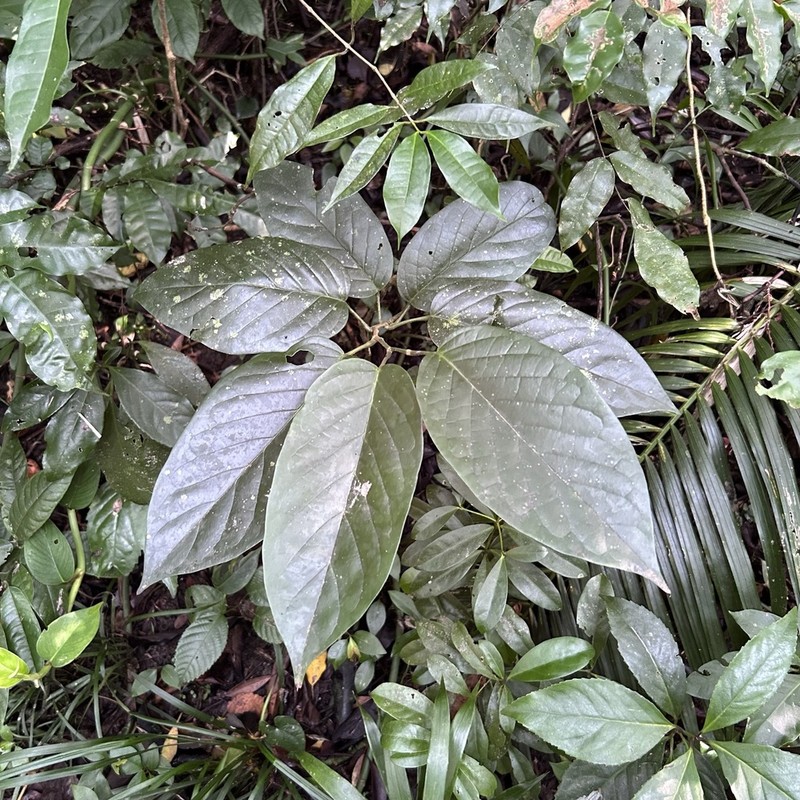 Antidesma pleuricum photo 6