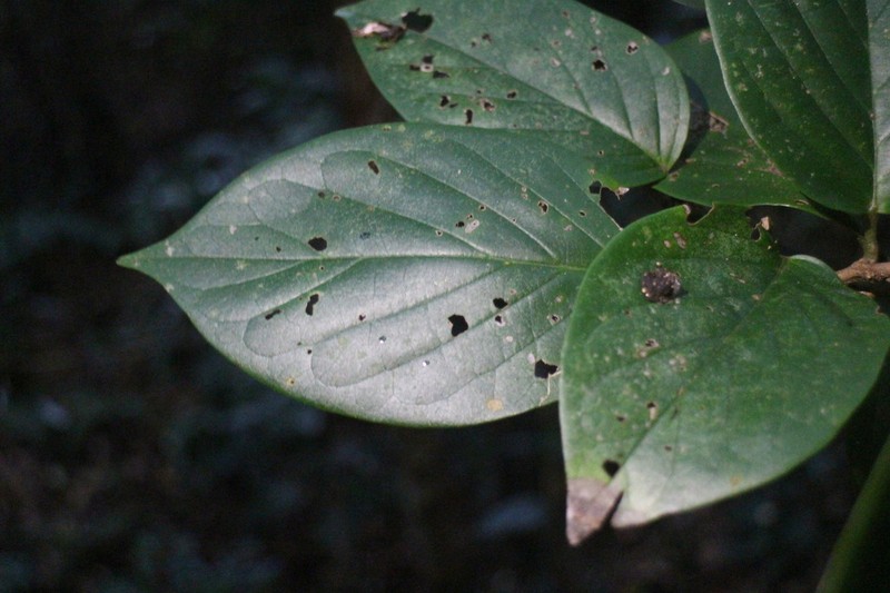Antidesma pleuricum photo 7