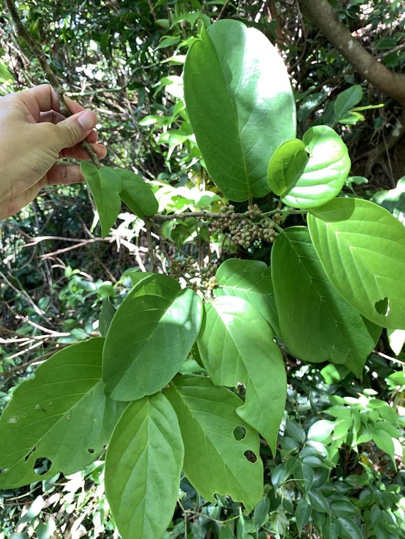 Antidesma pleuricum photo 8