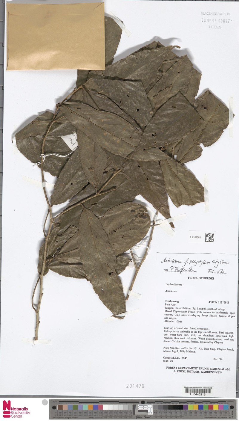 Antidesma polystylum
