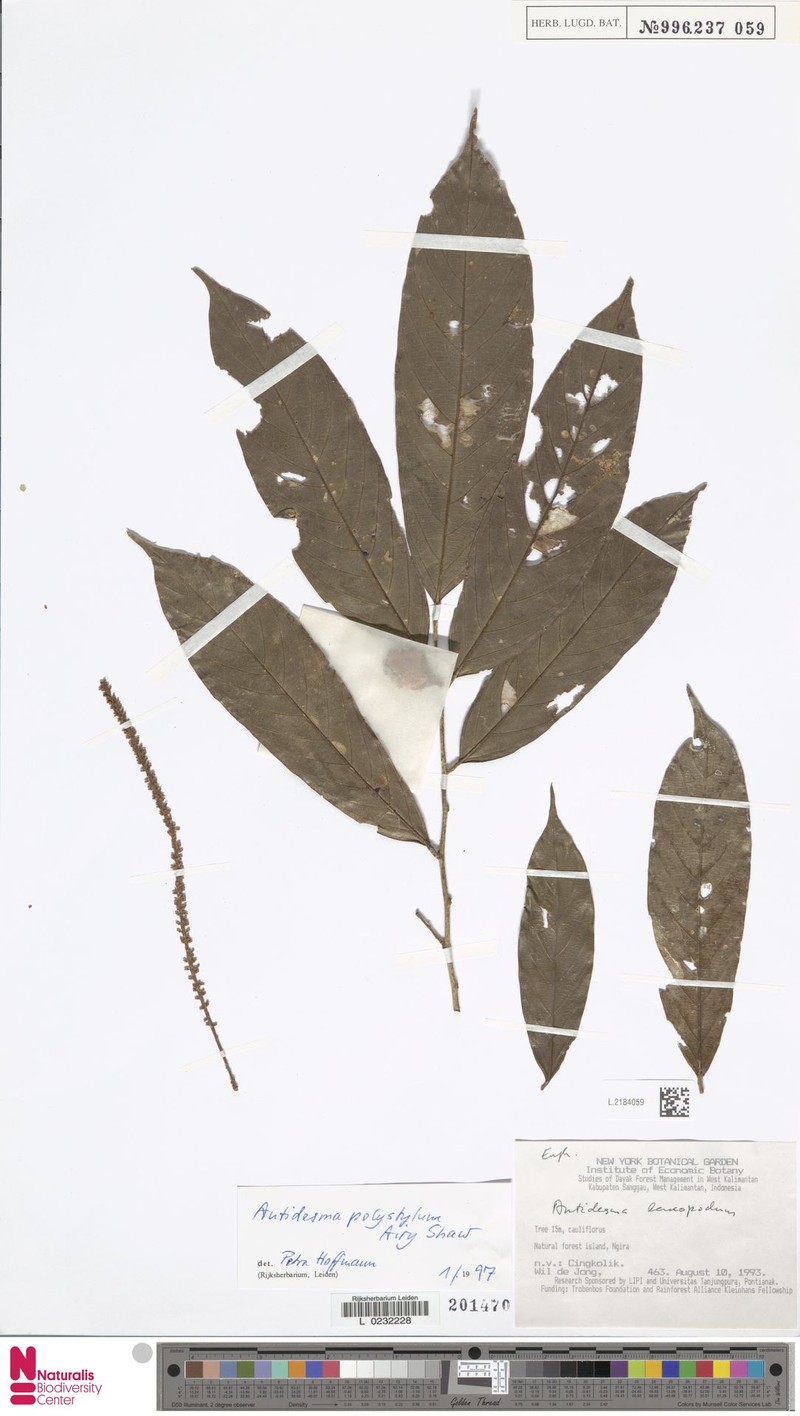 Antidesma polystylum photo 2