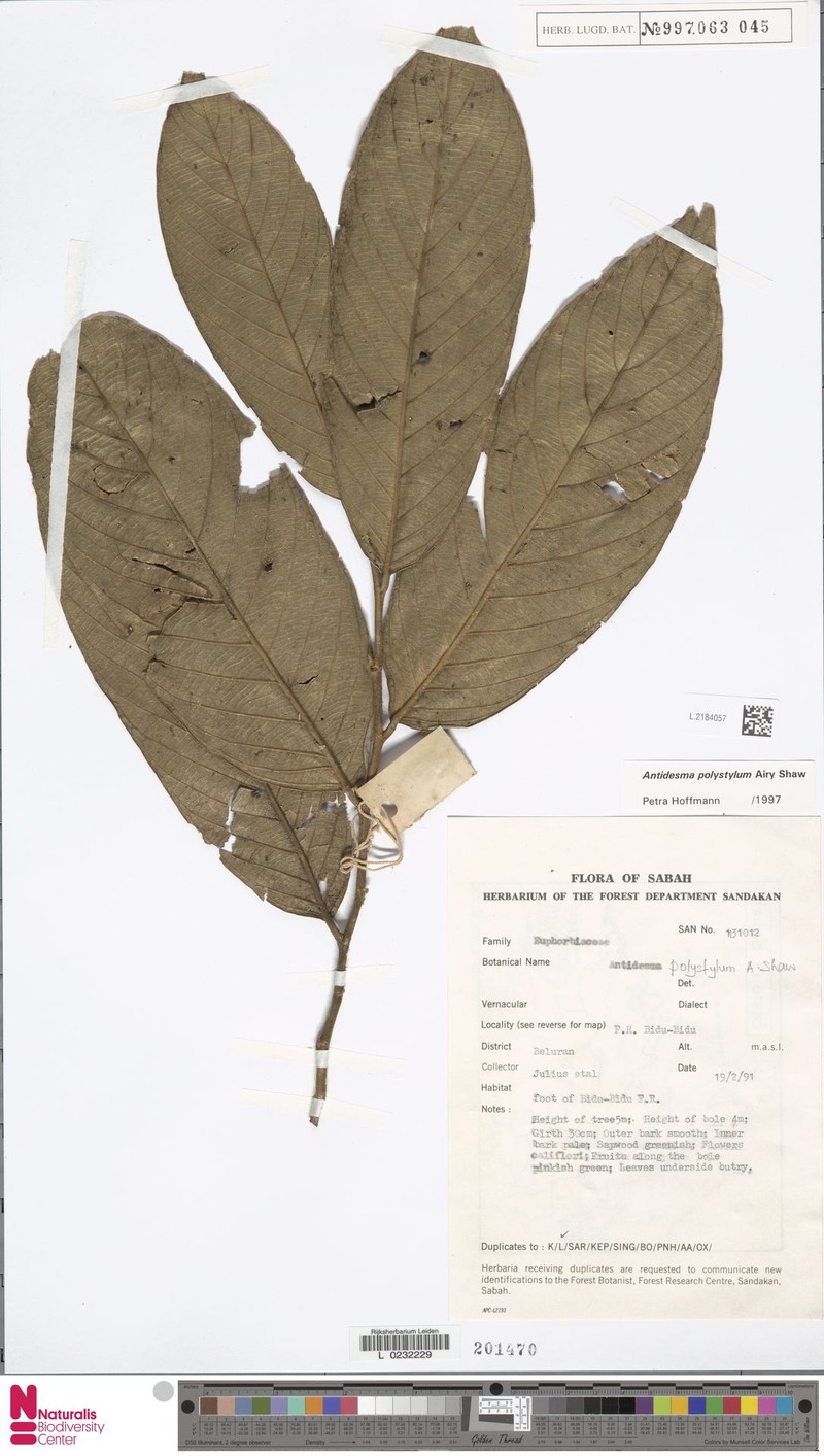 Antidesma polystylum photo 3
