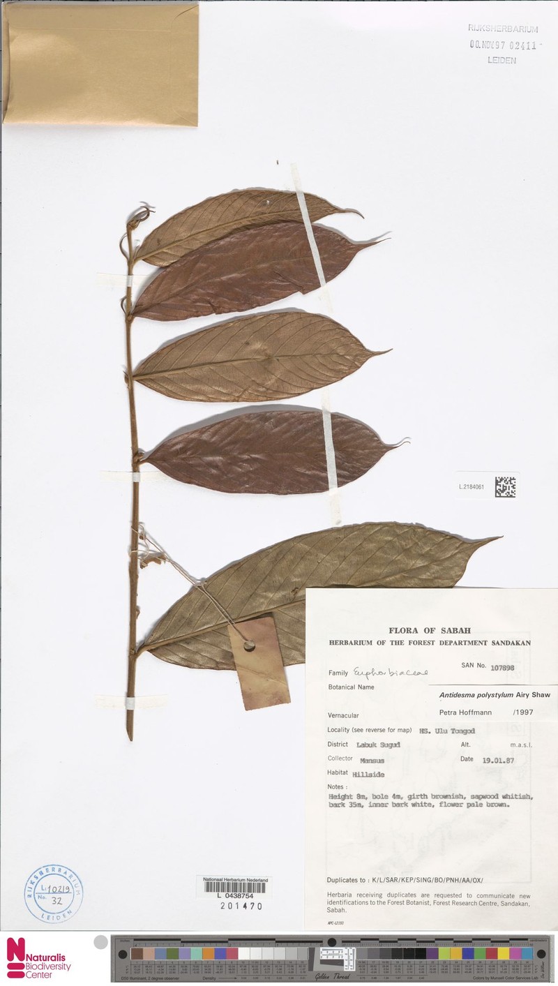 Antidesma polystylum photo 4
