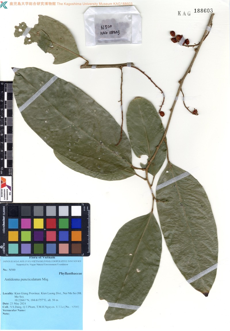 Antidesma puncticulatum photo 2