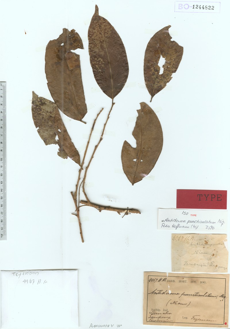Antidesma puncticulatum photo 3
