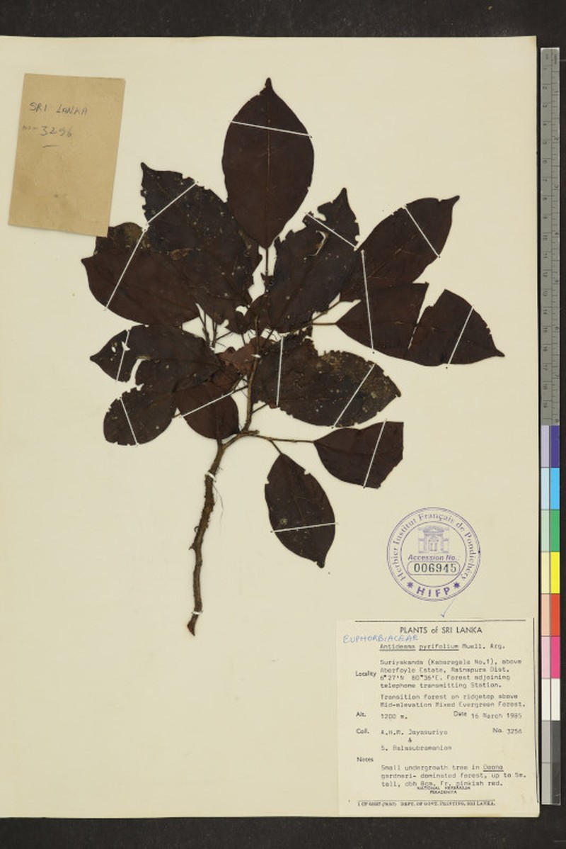 Antidesma pyrifolium photo 4