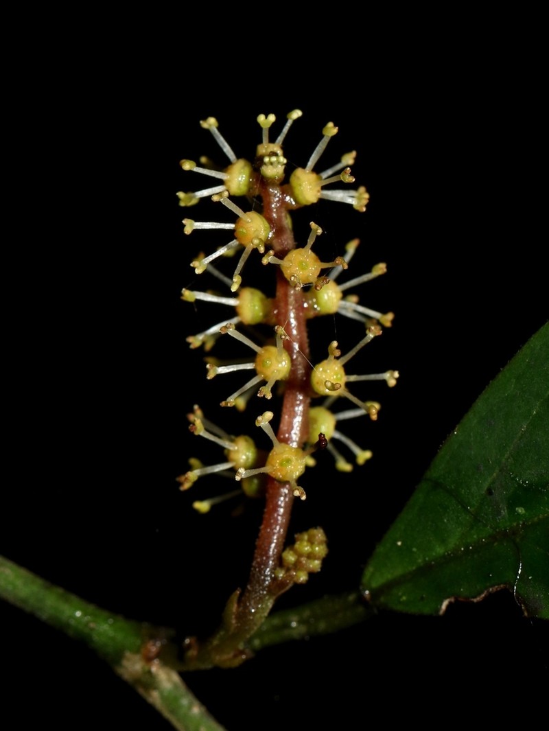 Antidesma pyrifolium
