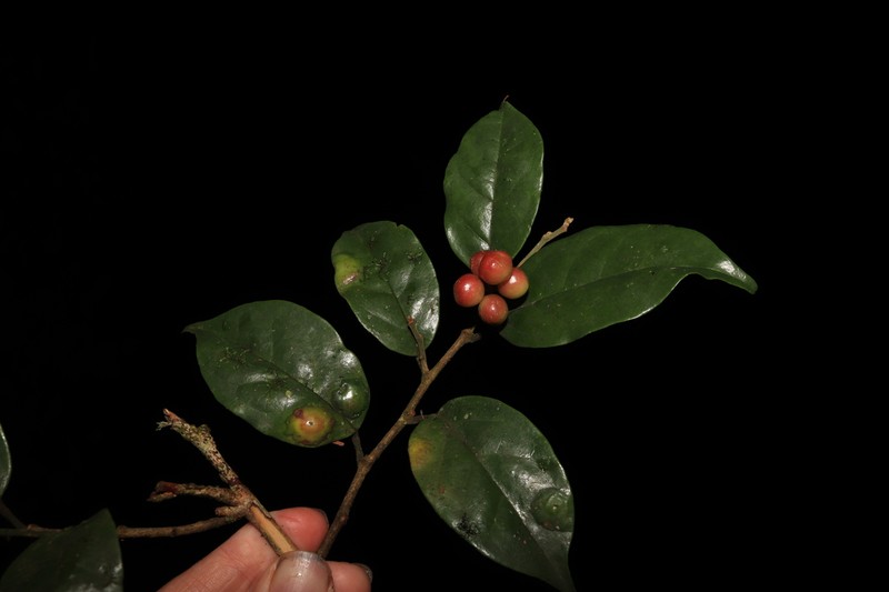 Antidesma pyrifolium photo 2