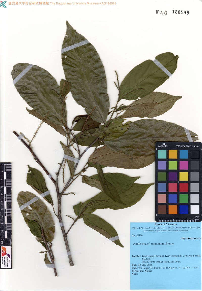 Antidesma pyrifolium photo 3